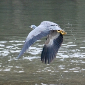 Egretta novaehollandiae at Thurgoona, NSW - 18 Jun 2021