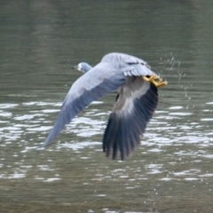 Egretta novaehollandiae at Thurgoona, NSW - 18 Jun 2021