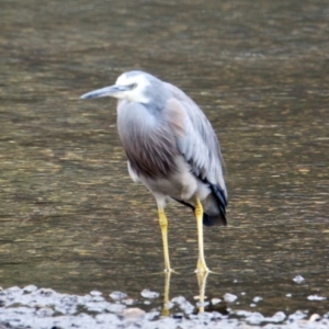 Egretta novaehollandiae at Thurgoona, NSW - 18 Jun 2021