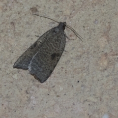 Meritastis polygraphana (Mottled Bell Moth) at Higgins, ACT - 7 May 2021 by AlisonMilton