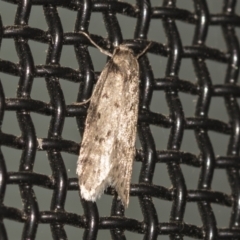 Palimmeces undescribed species nr hemiphanes (A Concealer moth) at Higgins, ACT - 6 May 2021 by AlisonMilton