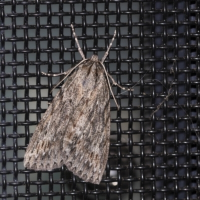 Chlenias banksiaria group (A Geometer moth) at Higgins, ACT - 6 May 2021 by AlisonMilton