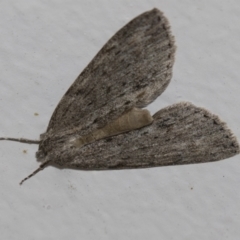 Chlenias banksiaria group (A Geometer moth) at Higgins, ACT - 5 Jun 2021 by AlisonMilton