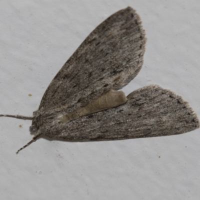 Chlenias banksiaria group (A Geometer moth) at Higgins, ACT - 4 Jun 2021 by AlisonMilton