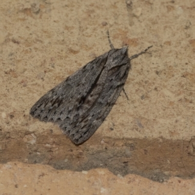 Chlenias banksiaria group (A Geometer moth) at Higgins, ACT - 6 Jun 2021 by AlisonMilton