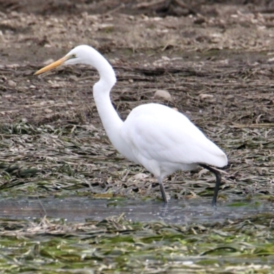 Ardea alba (Great Egret) at Albury - 18 Jun 2021 by PaulF