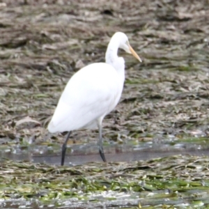 Ardea alba at East Albury, NSW - 18 Jun 2021 02:00 PM