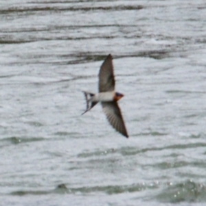 Hirundo neoxena at Thurgoona, NSW - 18 Jun 2021 02:01 PM