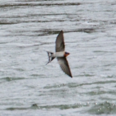 Hirundo neoxena (Welcome Swallow) at Albury - 18 Jun 2021 by PaulF