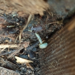 Unverified Cap on a stem; gills below cap [mushrooms or mushroom-like] by Rixon