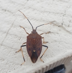 Poecilometis strigatus (Gum Tree Shield Bug) at Goulburn, NSW - 16 Jun 2021 by Rixon