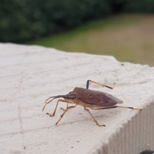 Poecilometis strigatus at Goulburn, NSW - 16 Jun 2021