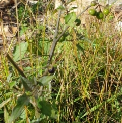 Solanum nigrum (Black Nightshade) at Rocky Hill War Memorial Park and Bush Reserve, Goulburn - 16 Jun 2021 by Rixon