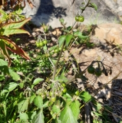 Solanum nigrum at Goulburn, NSW - 16 Jun 2021