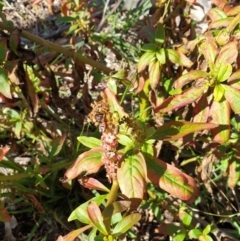Phytolacca octandra (Inkweed) at Rocky Hill War Memorial Park and Bush Reserve - 16 Jun 2021 by Rixon