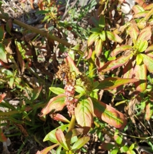 Phytolacca octandra at Goulburn, NSW - 16 Jun 2021