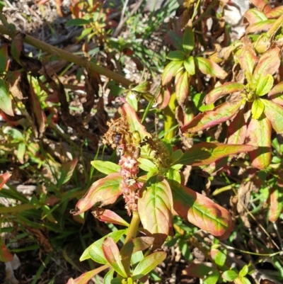 Phytolacca octandra (Inkweed) at Rocky Hill War Memorial Park and Bush Reserve, Goulburn - 16 Jun 2021 by Rixon