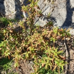 Phytolacca octandra at Goulburn, NSW - 16 Jun 2021