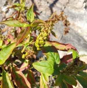 Phytolacca octandra at Goulburn, NSW - 16 Jun 2021