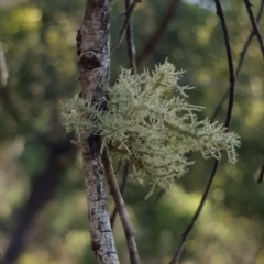 Usnea sp. (genus) (Bearded lichen) at Goulburn, NSW - 16 Jun 2021 by Rixon
