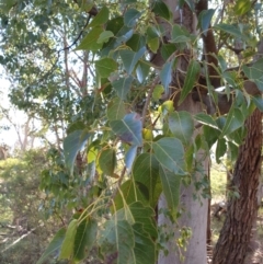 Brachychiton populneus (Kurrajong) at Rocky Hill War Memorial Park and Bush Reserve, Goulburn - 16 Jun 2021 by Rixon