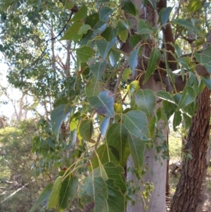 Brachychiton populneus at Goulburn, NSW - 16 Jun 2021