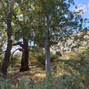 Brachychiton populneus at Goulburn, NSW - 16 Jun 2021