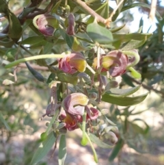 Grevillea arenaria at Rocky Hill War Memorial Park and Bush Reserve, Goulburn - 16 Jun 2021 by Rixon