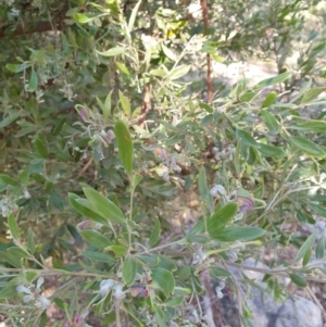 Grevillea arenaria at Goulburn, NSW - 16 Jun 2021