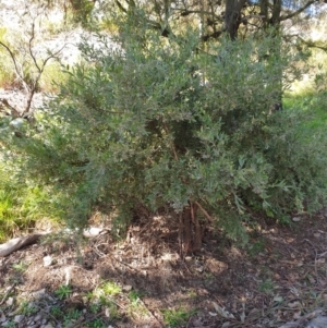 Grevillea arenaria at Goulburn, NSW - 16 Jun 2021