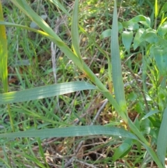 Stypandra glauca (Nodding Blue Lily) at Rocky Hill War Memorial Park and Bush Reserve, Goulburn - 16 Jun 2021 by Rixon