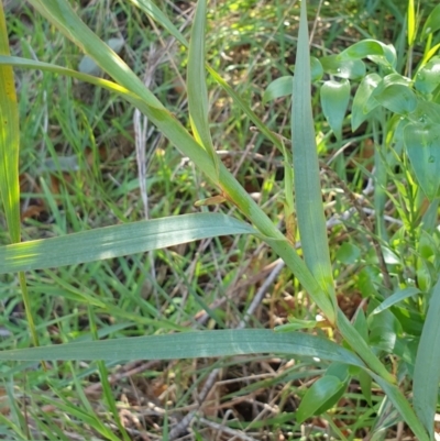 Stypandra glauca (Nodding Blue Lily) at Rocky Hill War Memorial Park and Bush Reserve, Goulburn - 16 Jun 2021 by Rixon