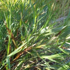 Stypandra glauca at Goulburn, NSW - 16 Jun 2021