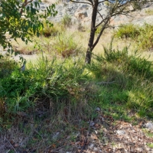 Stypandra glauca at Goulburn, NSW - 16 Jun 2021