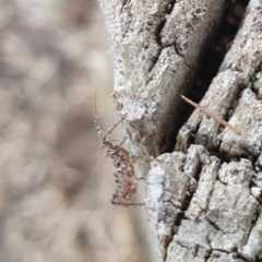 Reduviidae (family) (An assassin bug) at Goulburn, NSW - 16 Jun 2021 by Rixon