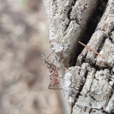 Reduviidae (family) (An assassin bug) at Goulburn, NSW - 16 Jun 2021 by Rixon