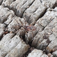 Reduviidae (family) at Goulburn, NSW - suppressed