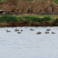 Malacorhynchus membranaceus (Pink-eared Duck) at Fyshwick Sewerage Treatment Plant - 18 Jun 2021 by RodDeb