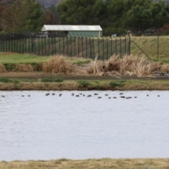 Malacorhynchus membranaceus at Fyshwick Sewerage Treatment Plant - 18 Jun 2021