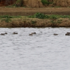 Malacorhynchus membranaceus at Fyshwick Sewerage Treatment Plant - 18 Jun 2021