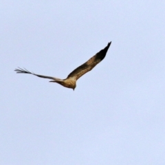 Haliastur sphenurus (Whistling Kite) at Jerrabomberra Wetlands - 18 Jun 2021 by RodDeb