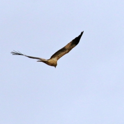 Haliastur sphenurus (Whistling Kite) at Jerrabomberra Wetlands - 18 Jun 2021 by RodDeb