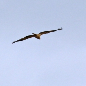 Haliastur sphenurus at Fyshwick, ACT - 18 Jun 2021