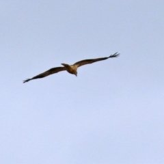 Haliastur sphenurus at Fyshwick, ACT - 18 Jun 2021