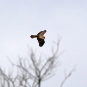 Haliastur sphenurus at Fyshwick, ACT - 18 Jun 2021