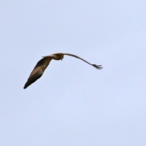 Haliastur sphenurus at Fyshwick, ACT - 18 Jun 2021