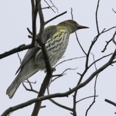 Oriolus sagittatus (Olive-backed Oriole) at Fyshwick, ACT - 18 Jun 2021 by RodDeb