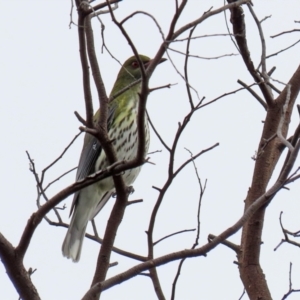 Oriolus sagittatus at Fyshwick, ACT - 18 Jun 2021 12:43 PM