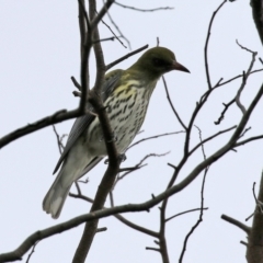 Oriolus sagittatus at Fyshwick, ACT - 18 Jun 2021 12:43 PM