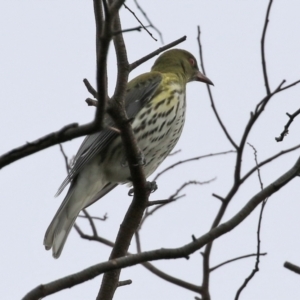 Oriolus sagittatus at Fyshwick, ACT - 18 Jun 2021